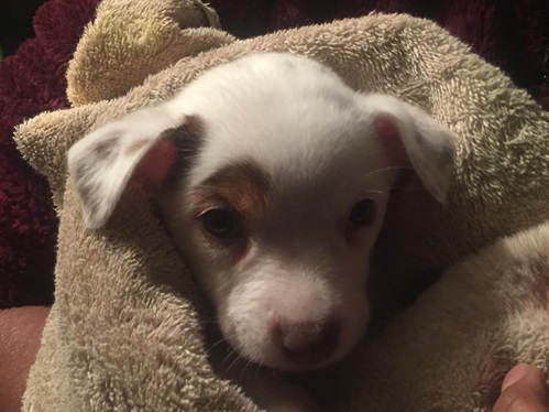 Sweetie the puppy was rescued from the wastewater system in Kununurra