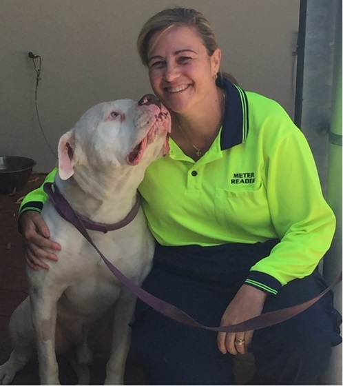 Meter reader Tammy at training with an American Bulldog