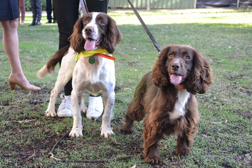 Tommy and Emma, the sniffer dogs trailled to detect leaks 