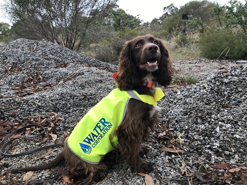 Emma - one of the sinnfer dogs trained to detect leaks on water mains