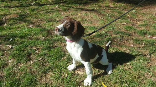 Water Corporation's lead detection puppy