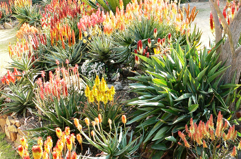 Aloe aloe hybrids in a garden