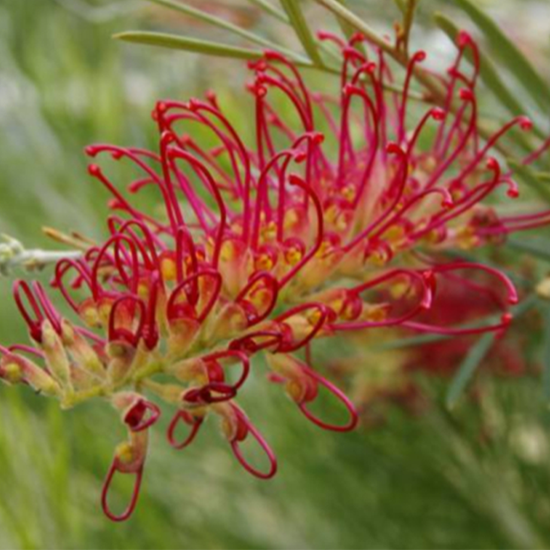 Grevillea Spirit of Anzac