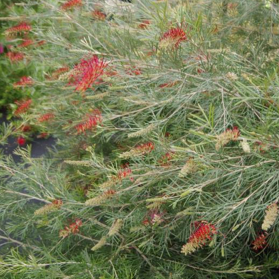 Grevillea Spirit of Anzac