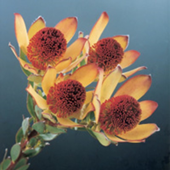 leacadendrom-discolor