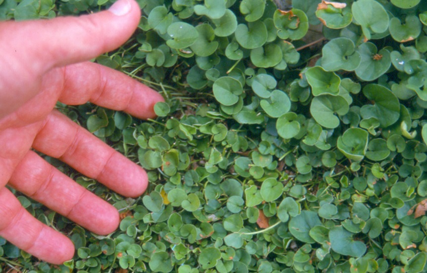 Repens01