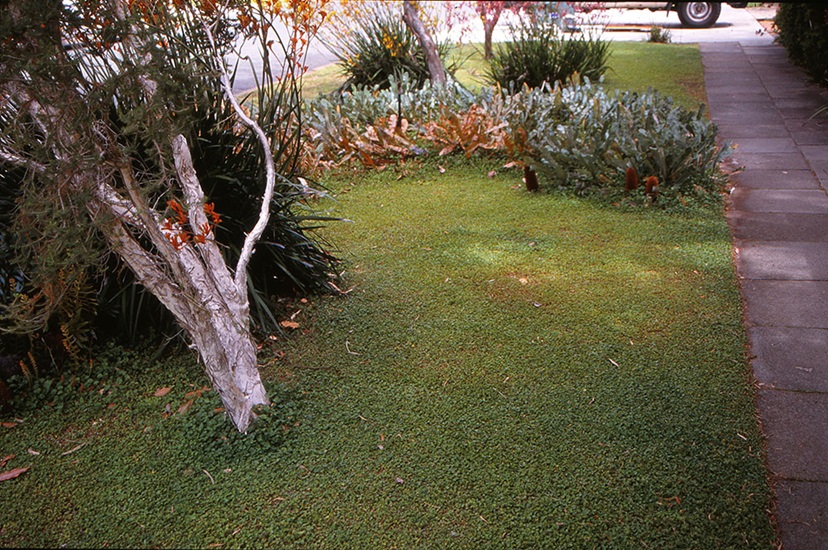Repens01