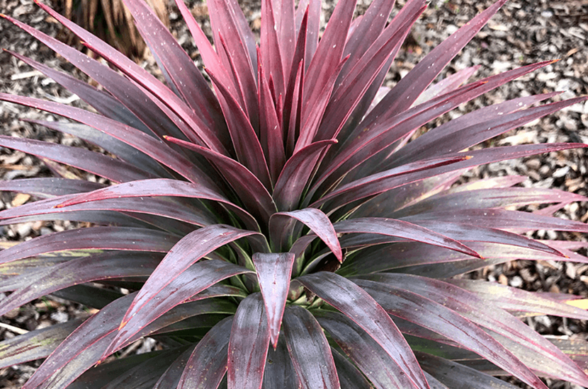 Yucca-desmetiana