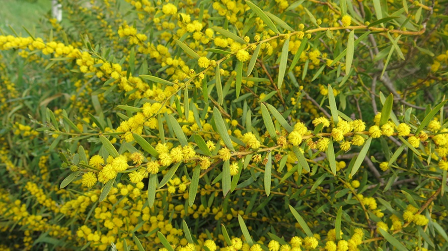 acacia-cochlearis