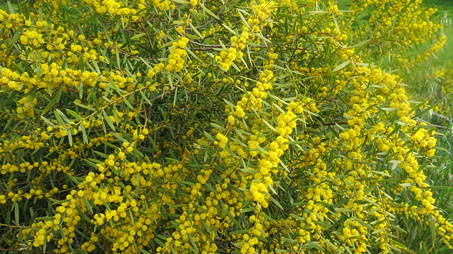 acacia-cochlearis