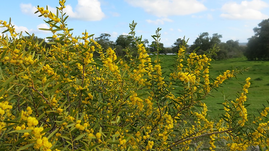 acacia-cochlearis