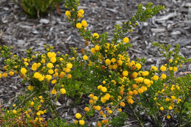 Acacia lasiocarpa