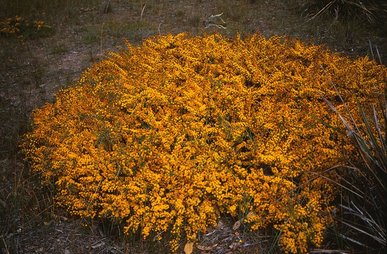 Acacia lasiocarpa