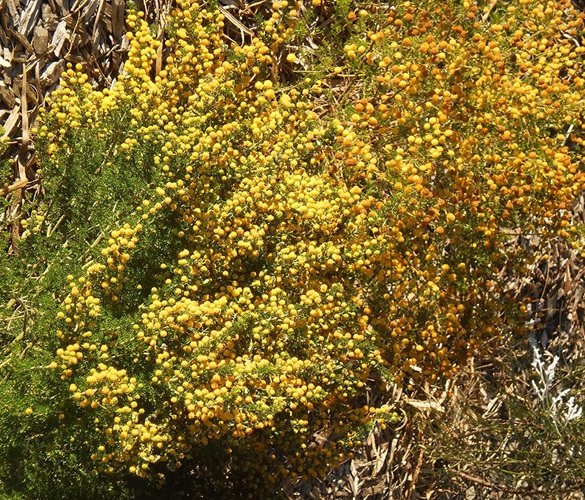 Acacia lasiocarpa