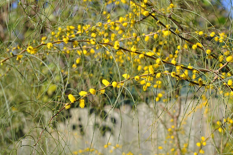 Acacia merinthophora