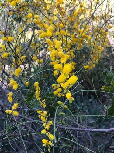 Acacia merinthophora