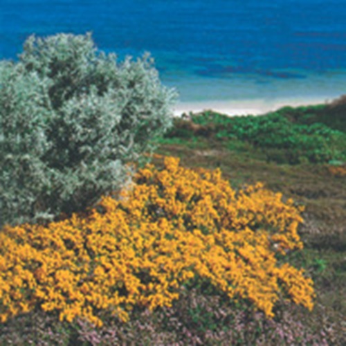 acacia rostellifera01