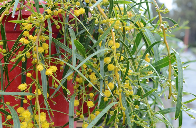 Acacia saligna