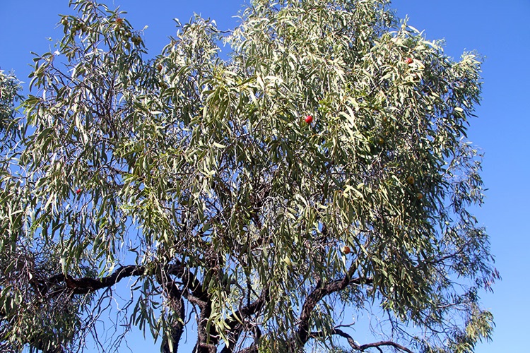 Acuminatum