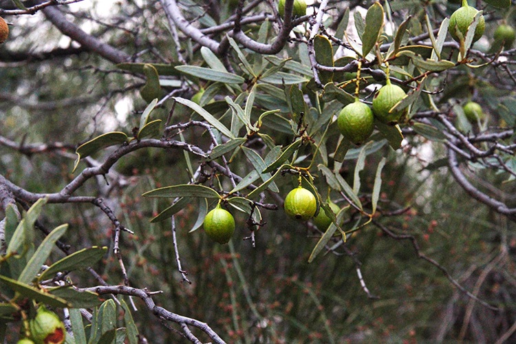 Acuminatum