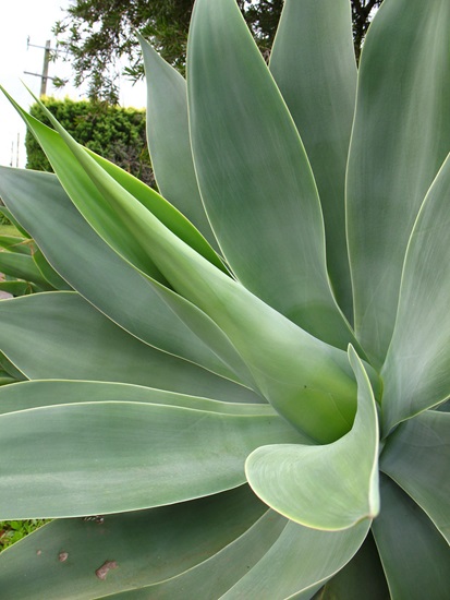 Agave attenuata