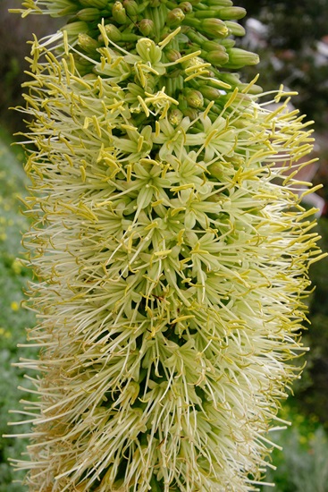 Agave attenuata