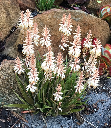 Aloe Cultivars