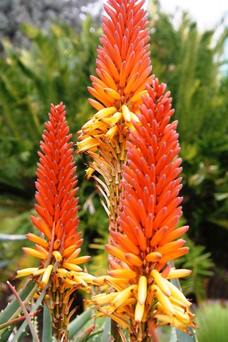 Aloe Cultivars