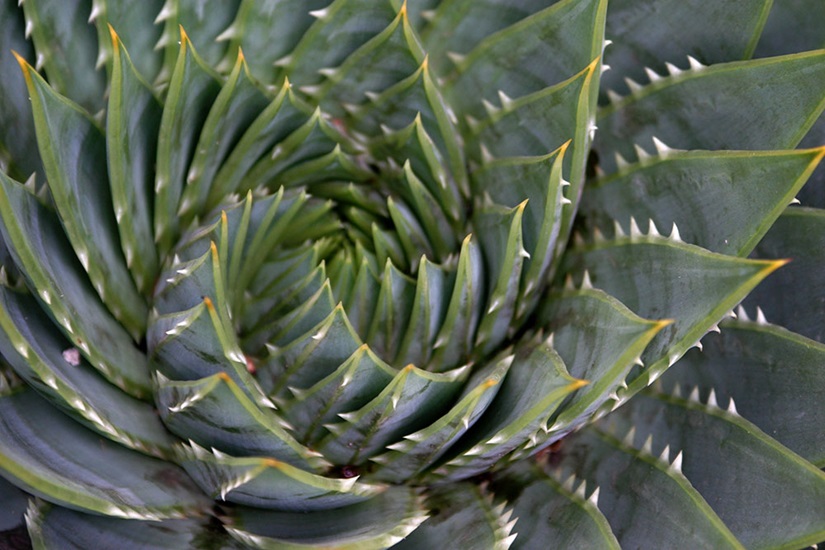 Aloe polyphylla