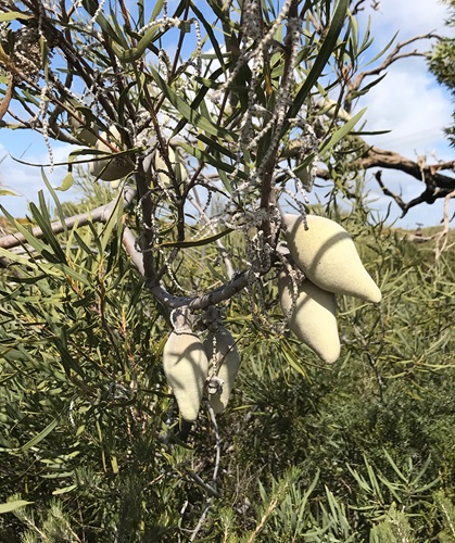 angustifolium xylomelum