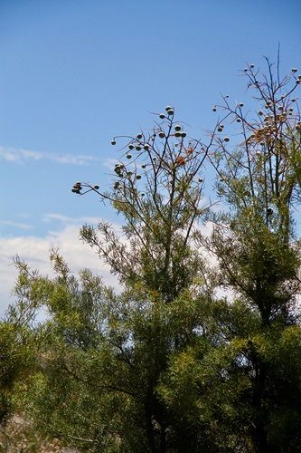 Angustifolium Xylomelum