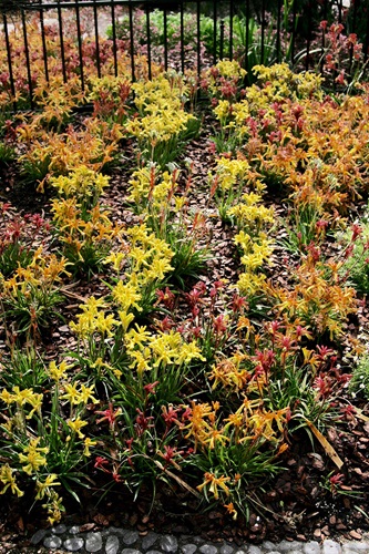Anigozanthos Hybrid Small Cultivars