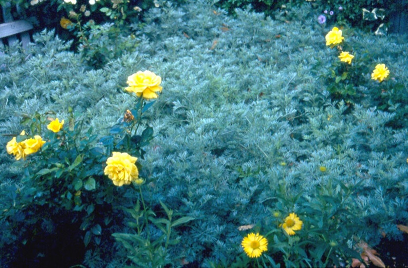 Artemisia arborescens 'Powis Castle'