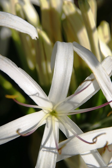asiaticum