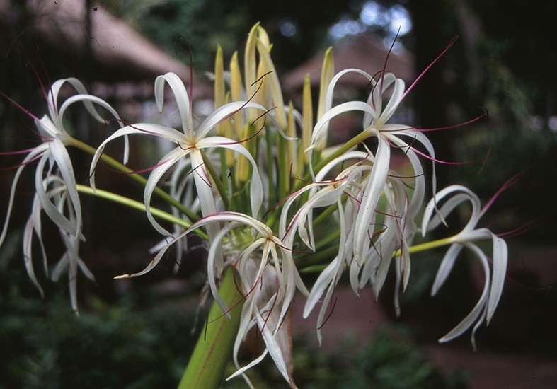 asiaticum