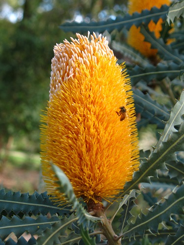 Banksia ashbyi