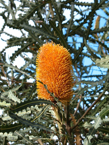 Banksia ashbyi