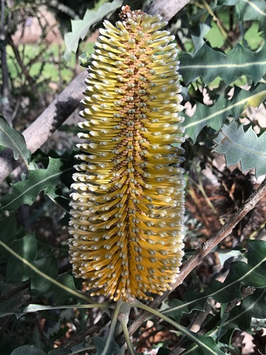 Banksia ashbyi