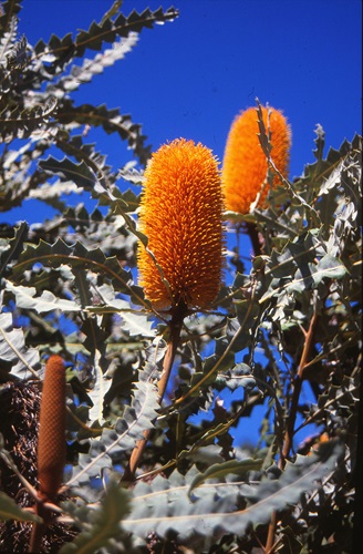 Banksia ashbyii 'Dwarf'