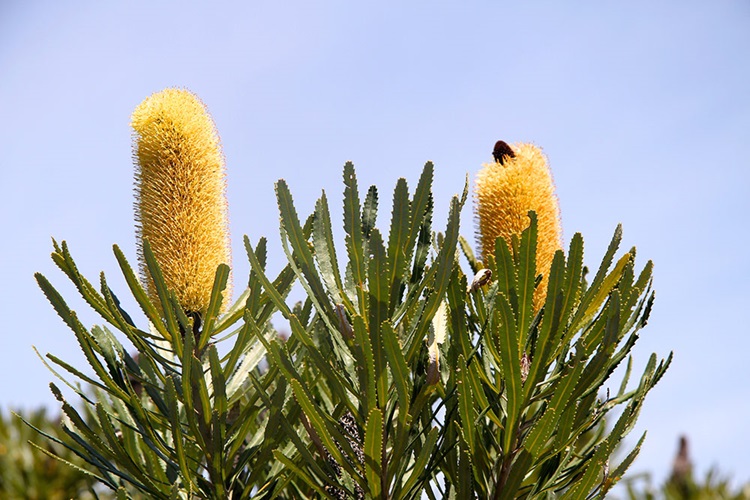 Banksia attenuata