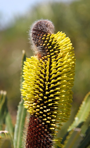 Banksia attenuata