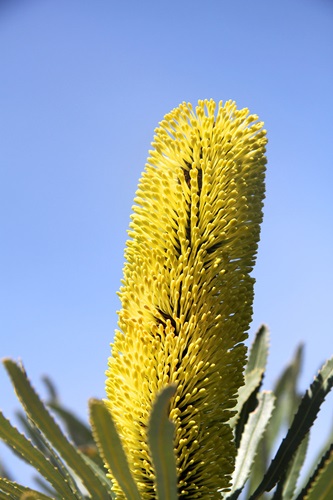 Banksia attenuata