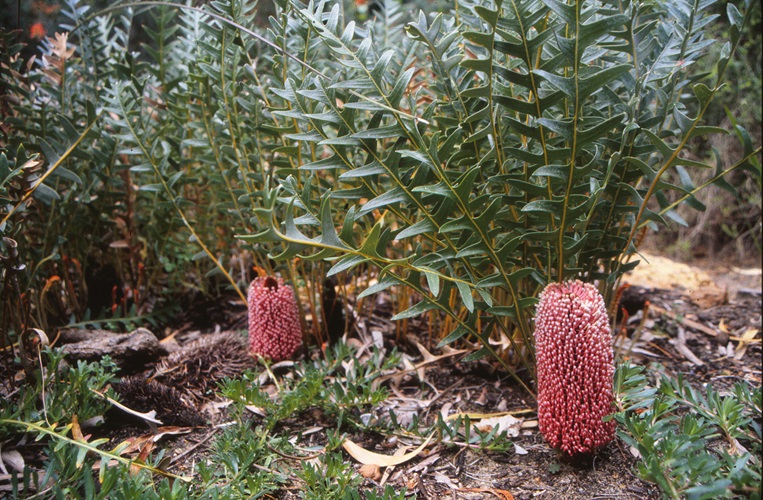 banksia blechnifolia