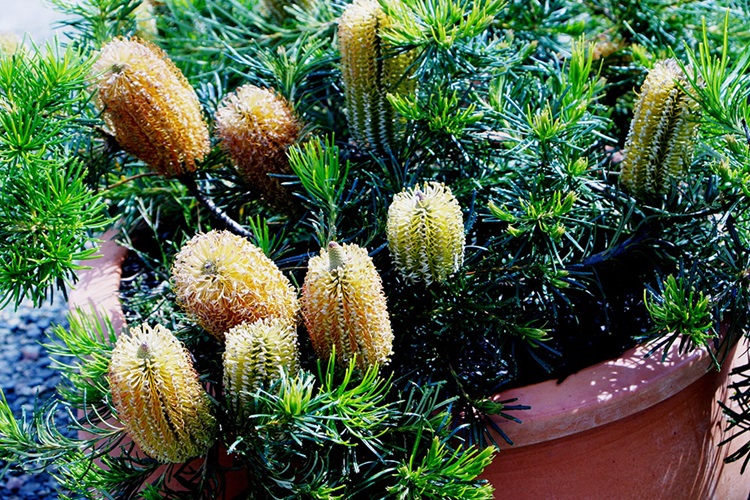 Banksia ericifolia Dwarf Cultivars