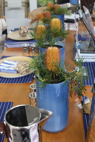 Banksia ericifolia Dwarf Cultivars