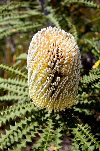 Banksia speciosa