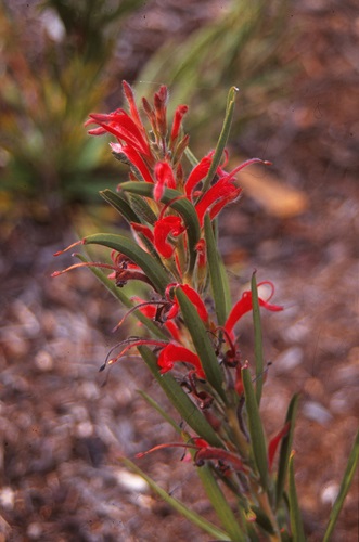 Adenanthos barbiger