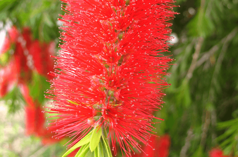 Callistemon viminalis 'Dawson River'