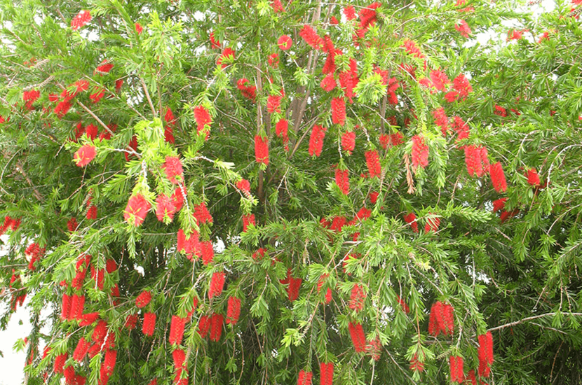 Callistemon viminalis 'Dawson River'