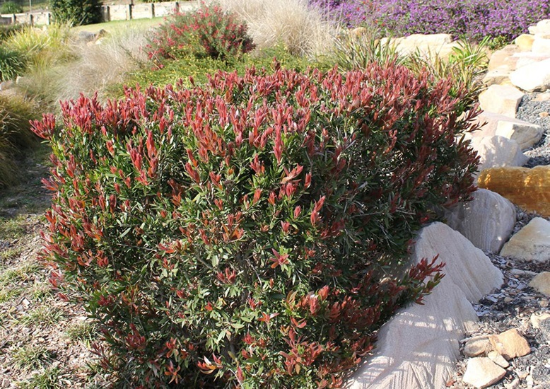 Callistemon Dwarf Hybrids Cultivars